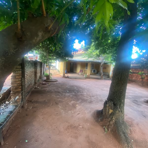 Patio con árboles de la casa en venta en el centro de Villa Elisa